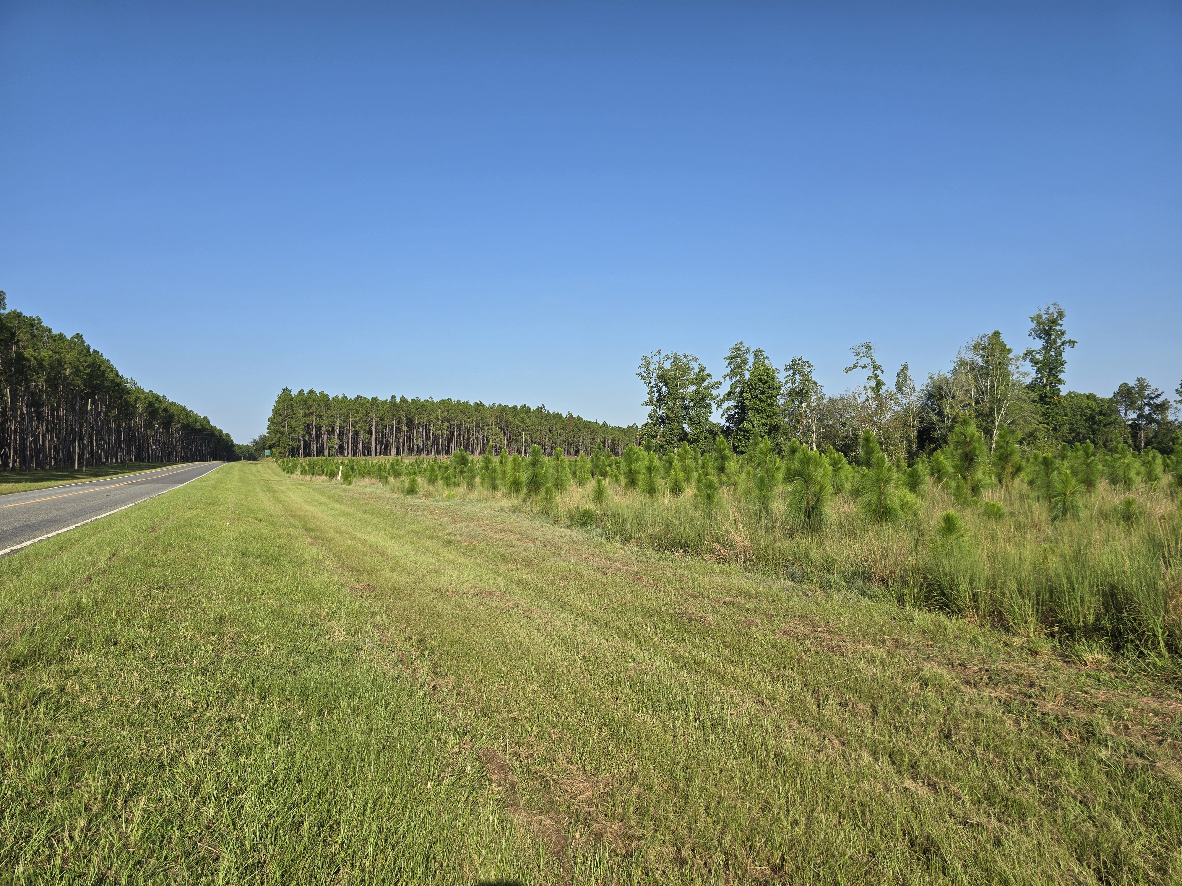 2-3 year old Longleaf saplings in the foreground with 10-15 year old longleaf pine trees in the background